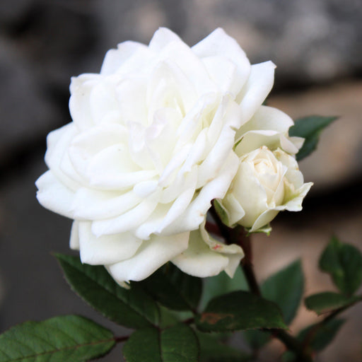 Rose, White Drift® Rose