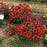 Coneflower, Sombrero® Sangrita Coneflower