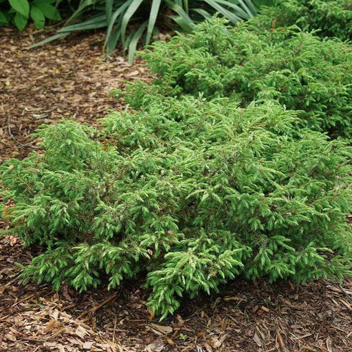 Juniper, Tortuga® Juniper