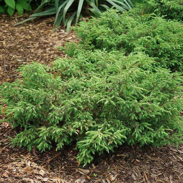 Juniper, Tortuga® Juniper