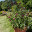 Butterfly Bush, First Editions® Funky Fuchsia™ Butterfly Bush