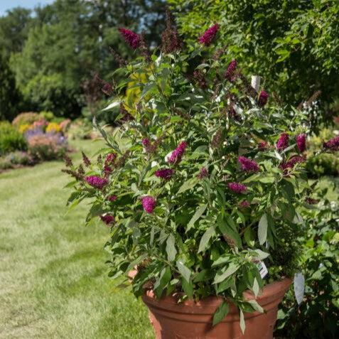 Butterfly Bush, First Editions® Funky Fuchsia™ Butterfly Bush