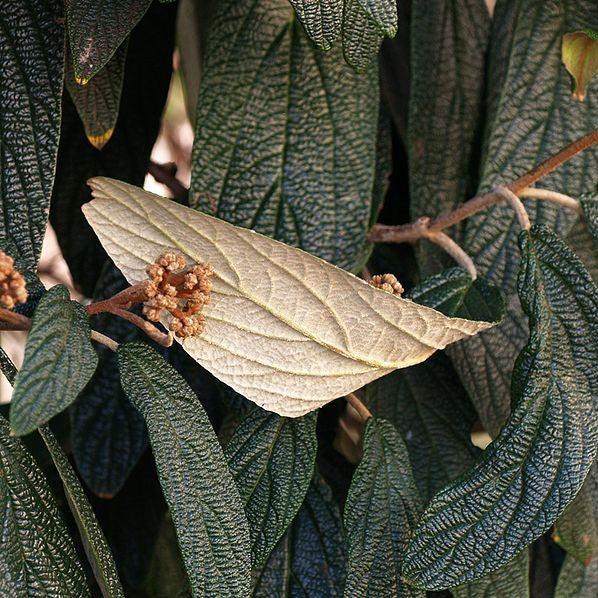 Viburnum, Leatherleaf Viburnum