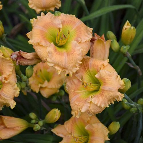 Daylily, Rainbow Rhythm® Orange Smoothie Daylily