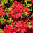 Azalea, First Editions Electric Lights Red Azalea