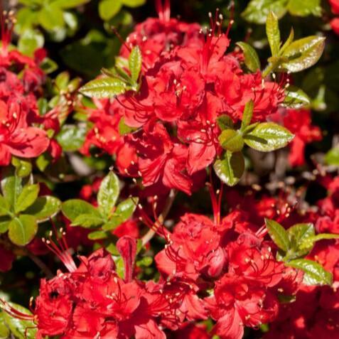 Azalea, First Editions Electric Lights Red Azalea