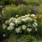 Hydrangea, First Editions® FlowerFull™ Smooth Smooth Hydrangea