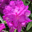 Rhododendron, Purple Passion Rhododendron