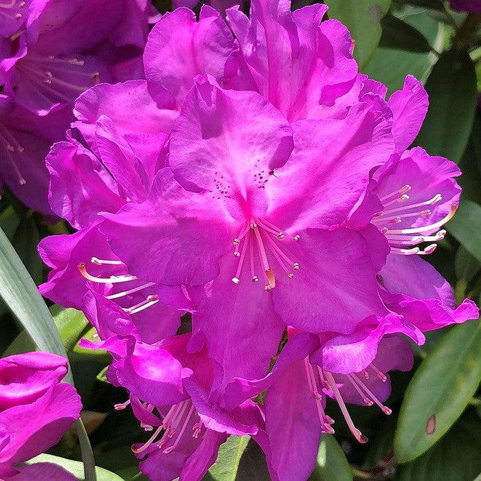 Rhododendron, Purple Passion Rhododendron