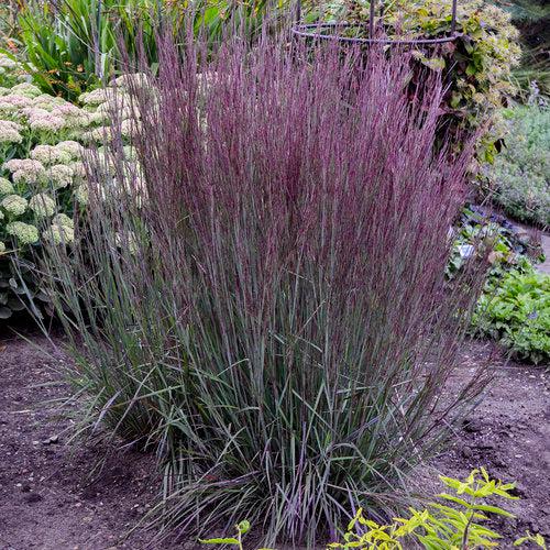 Grass, Blue Paradise Little Bluestem