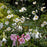 Anemone, Honorine Jobert Anemone