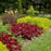 Coral Bells, Dolce® Cherry Truffles Heuchera