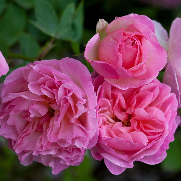 Rose, Harlow Carr Rose