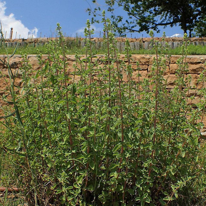 Oregano, Greek Oregano
