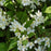 Deutzia, Dwarf Nikko Deutzia