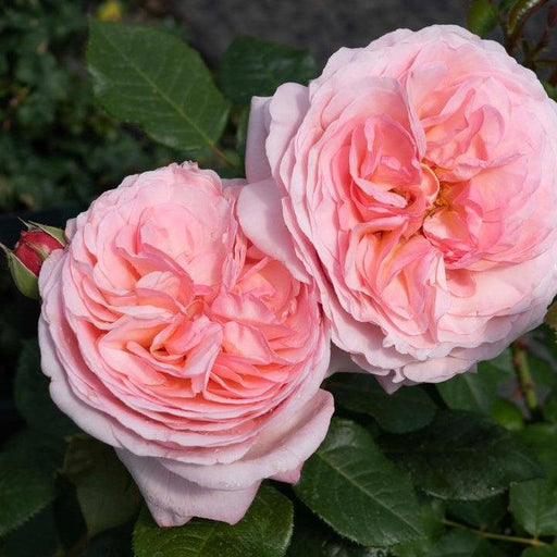 Rose, Martha Stewart™ Rose