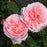 Rose, Martha Stewart™ Rose