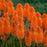 Torch Lily, PW® Pyromania® Blazing Orange Red Hot Poker