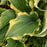 Hosta, PW® Shadowland® Voices in the Wind Hosta