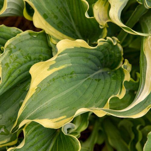 Hosta, PW® Shadowland® Voices in the Wind Hosta