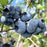 Blueberry, Chandler Blueberry