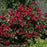 Rose, Scarlet Drift® Rose