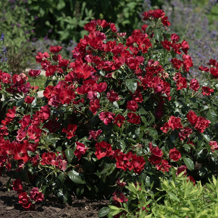 Rose, Scarlet Drift® Rose