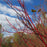 Dogwood, Cardinal Dogwood