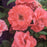 Rose, First Editions® Patriot Dream Rose