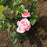 Rose, Queen Elizabeth Grandiflora Rose
