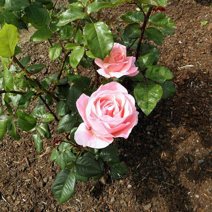 Rose, Queen Elizabeth Grandiflora Rose