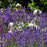 Salvia, Sallyrosa™ April Night Meadow Sage