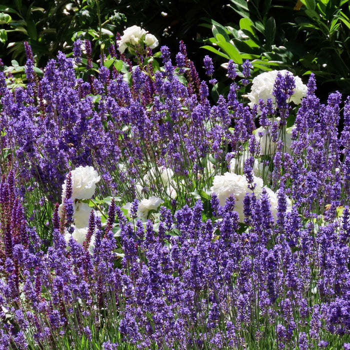 Salvia, Sallyrosa™ April Night Meadow Sage