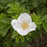 Rose, White Rugosa Rose