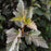 Ninebark, Summer Wine® Ninebark