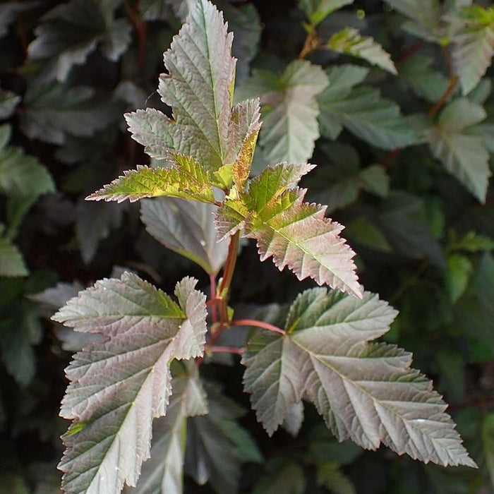 Ninebark, Summer Wine® Ninebark
