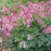 Bleeding Heart, Pink Diamonds Bleeding Heart