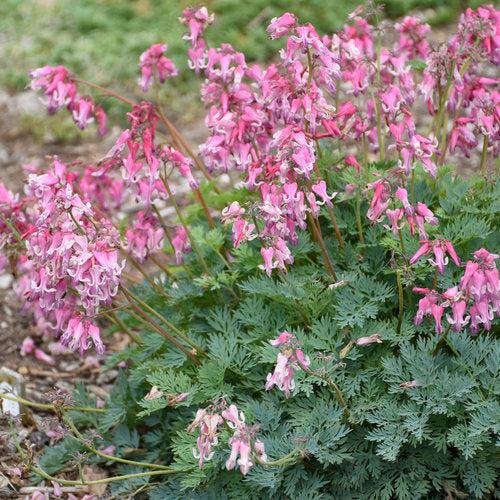 Bleeding Heart, Pink Diamonds Bleeding Heart