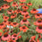 Coneflower, Eye-catcher™ Tanager Echinacea