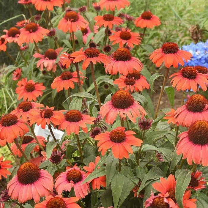 Coneflower, Eye-catcher™ Tanager Echinacea