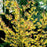 Witch Hazel, Arnold Promise Witch Hazel