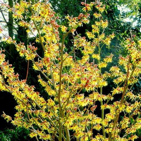Witch Hazel, Arnold Promise Witch Hazel