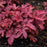 Coral Bells, PW® Fun and Games® Red Rover Coral Bells