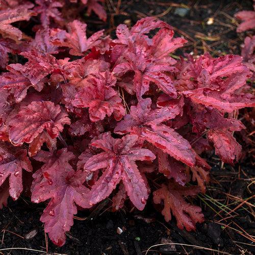 Coral Bells, PW® Fun and Games® Red Rover Coral Bells