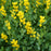 Baptisia, American Goldenfinch False Indigo