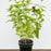 Bee Balm, Jacob Cline Bee Balm