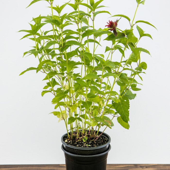 Bee Balm, Jacob Cline Bee Balm