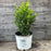 Boxwood, Sprinter® Boxwood