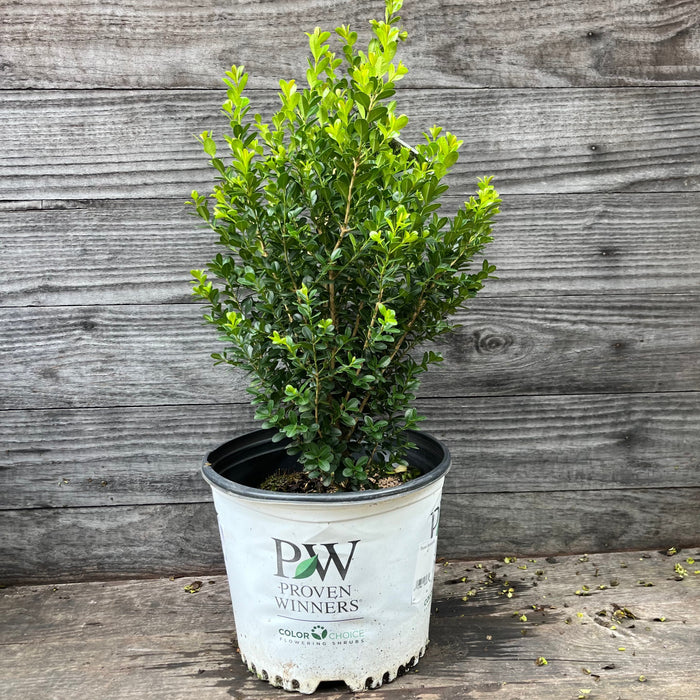 Boxwood, Sprinter® Boxwood
