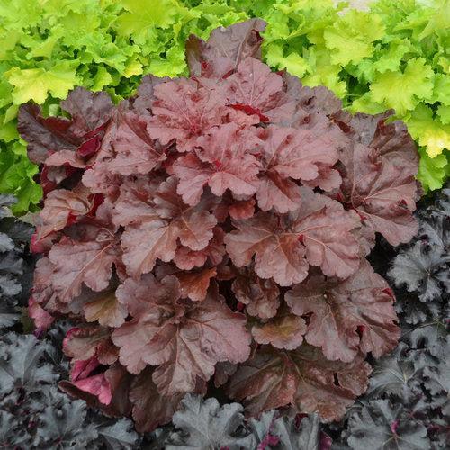 Coral Bells, Primo® Mahogany Monster Heuchera